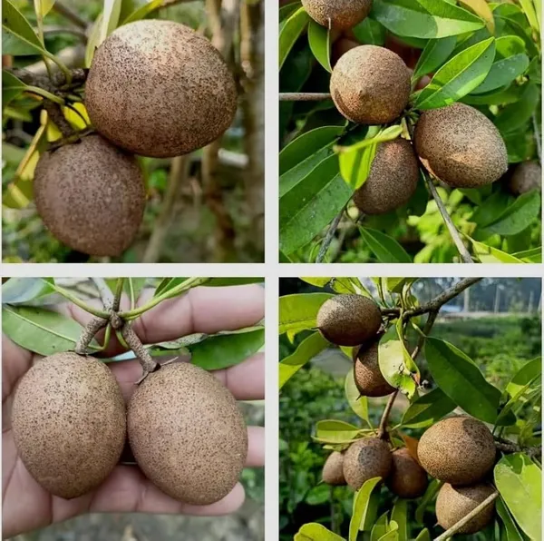 Kalapati_Hybrid_Chiku_/Sapodilla_Fruit_Plant_For_Gardening_(Grafted,_Pack_of_1)