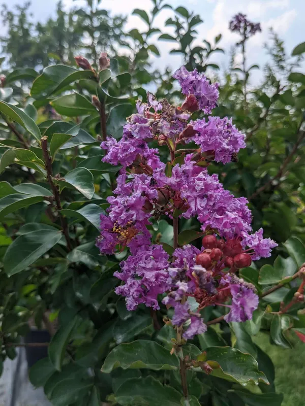 Lagerstroemia_Furush_Violet_Flowering__Plant_&_Tree_For_Shrub/Home_Gardening_(Pack_Of_1)