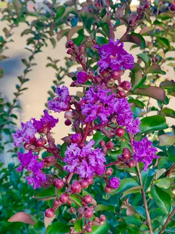 Lagerstroemia_Furush_Violet_Flowering__Plant_&_Tree_For_Shrub/Home_Gardening_(Pack_Of_1)