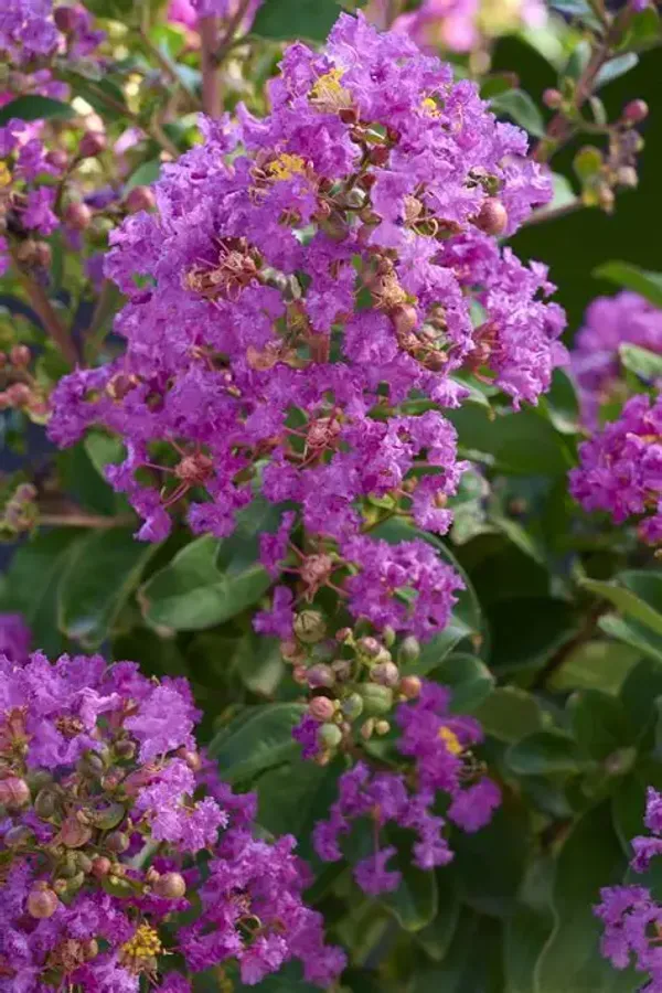 Lagerstroemia_Furush_Violet_Flowering__Plant_&_Tree_For_Shrub/Home_Gardening_(Pack_Of_1)