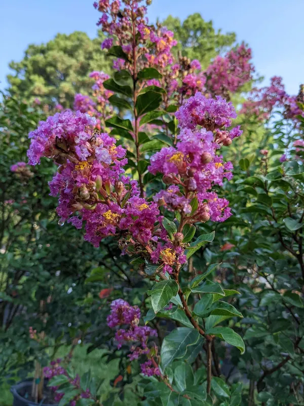Lagerstroemia_Furush_Violet_Flowering__Plant_&_Tree_For_Shrub/Home_Gardening_(Pack_Of_1)