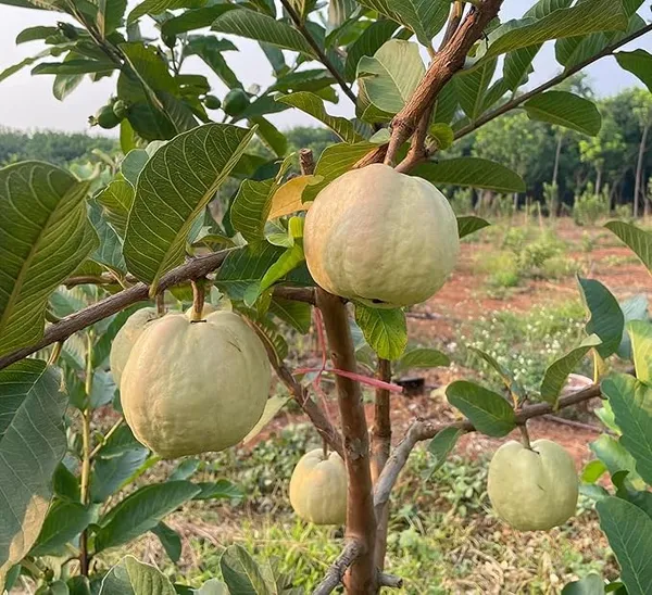 Seedless_Amrud__Red_Diamond_Guava_Grafted_Plant_&_Tree_(Pack_Of_1)_Hight_Of_The_Plant_1.5-2_Ft
