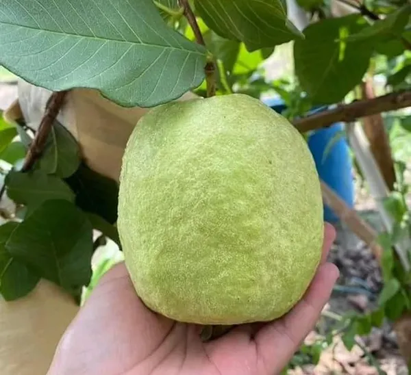 Seedless_Amrud__Red_Diamond_Guava_Grafted_Plant_&_Tree_(Pack_Of_1)_Hight_Of_The_Plant_1.5-2_Ft