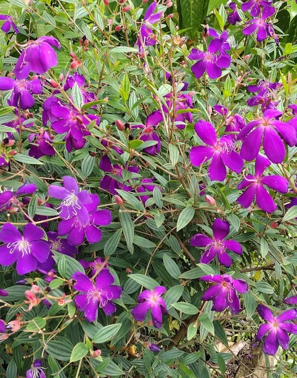 Begum_Bahar_Shrub_Flower_Plant_For_Your_Sweet_Home_Decor/Bush/Gardening_Tibouchina_Urvilleana_Flower_Plant_(1.5-3.5_Ft_Height)_Pack_Of_1