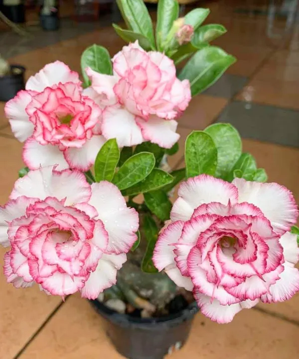 Adenium_(Grafted)_Flowering_Plant_Home_Decoration_&_Gardening_(Pack_Of_1)
