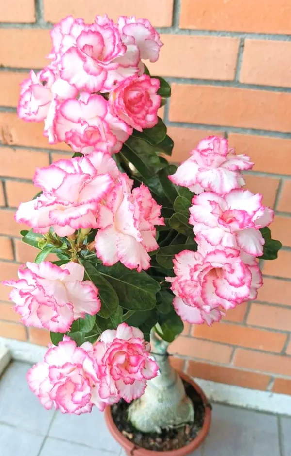Adenium_(Grafted)_Flowering_Plant_Home_Decoration_&_Gardening_(Pack_Of_1)