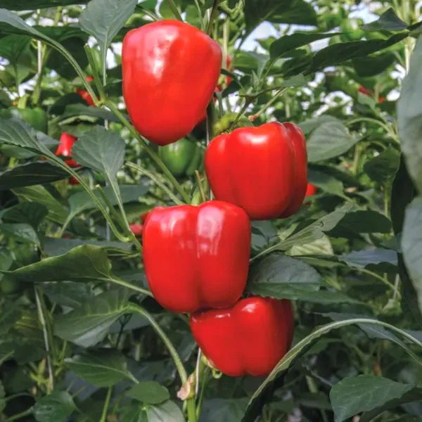 Greenery_Nursery®_Organic_Red_Capsicum_Seeds_(20-40_Pieces)_For_Home_Gardening,_Pack_Of_1
