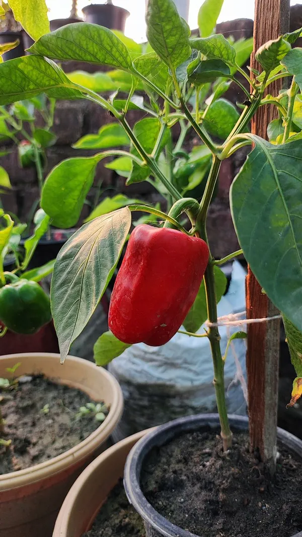 Greenery_Nursery®_Organic_Red_Capsicum_Seeds_(20-40_Pieces)_For_Home_Gardening,_Pack_Of_1