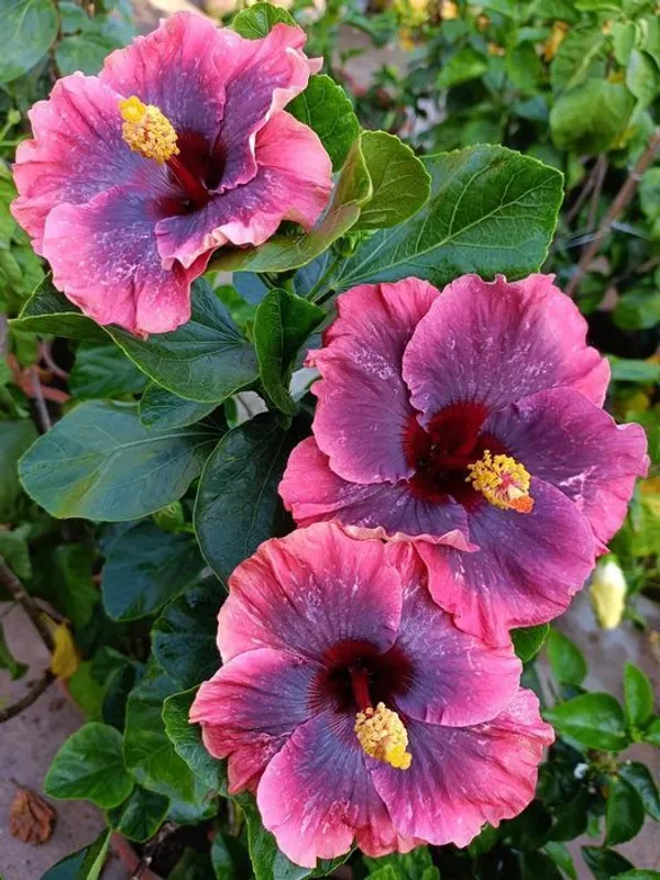 Hibiscus_(Hidden_Valley)_Flowering_Plant_For_Home_Garden_(Pack_Of_1)