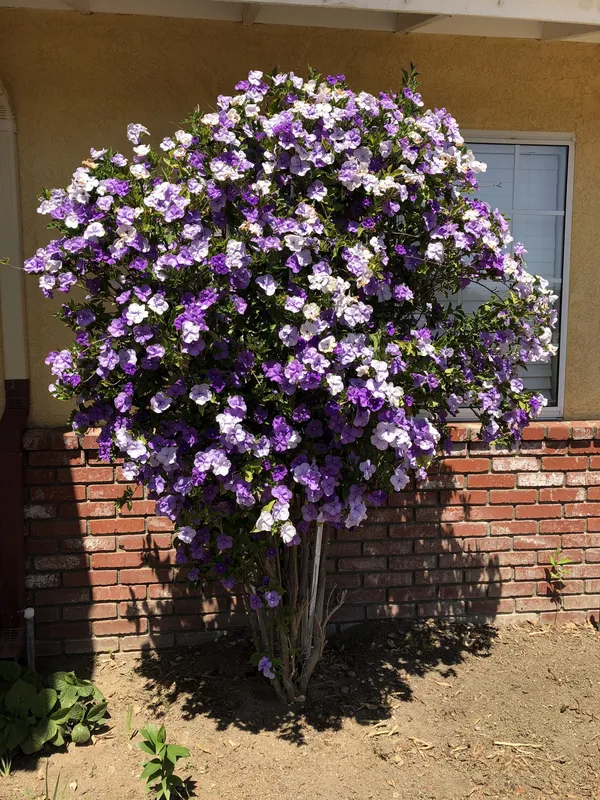 Yesterday-Today-&-Tomorrow_Brunfelsia__Flowers_(Bloom_Purple,_Fade_to_Lavender,_Then_Turn_White)_Plant_For_Enhance_Your_Home_Garden_Beauty,_Pack_Of_1
