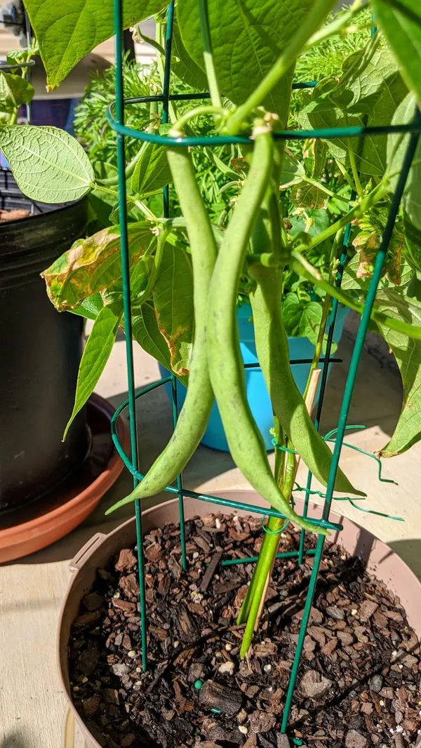 Greenery_Nursery®_Easy_To_Grow_Green_Bean_Seeds_(20-40_Pieces)_For_Home_Garden,_Pack_Of_1