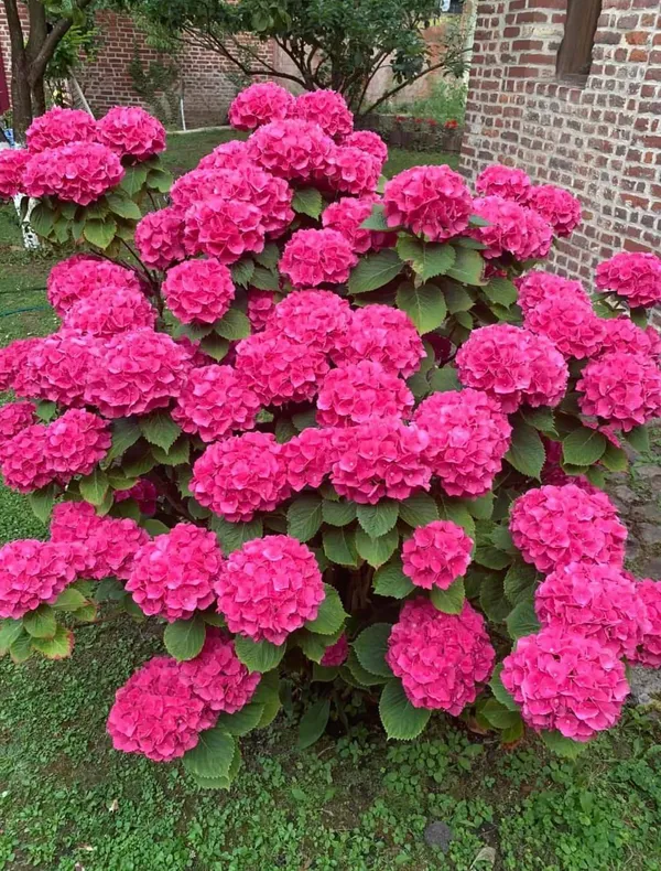 Gorgeous_Pink_Hydrangea_Flowering_Plant_(1.5-2_Ft_Size)_For_Bush/Shrub/Home_Decoration_&_Gardening_(Pack_Of_1)