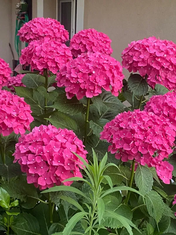 Gorgeous_Pink_Hydrangea_Flowering_Plant_(1.5-2_Ft_Size)_For_Bush/Shrub/Home_Decoration_&_Gardening_(Pack_Of_1)