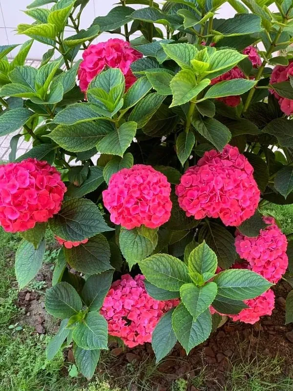 Gorgeous_Pink_Hydrangea_Flowering_Plant_(1.5-2_Ft_Size)_For_Bush/Shrub/Home_Decoration_&_Gardening_(Pack_Of_1)