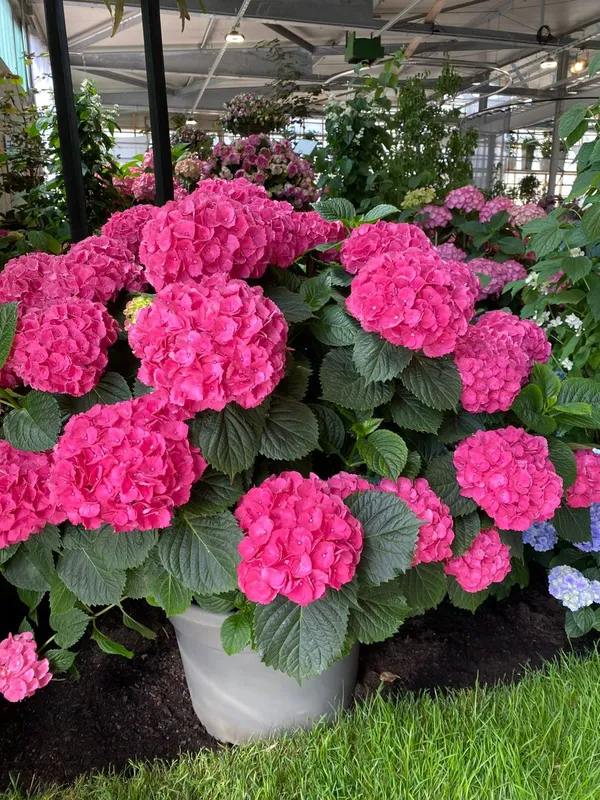 Gorgeous_Pink_Hydrangea_Flowering_Plant_(1.5-2_Ft_Size)_For_Bush/Shrub/Home_Decoration_&_Gardening_(Pack_Of_1)