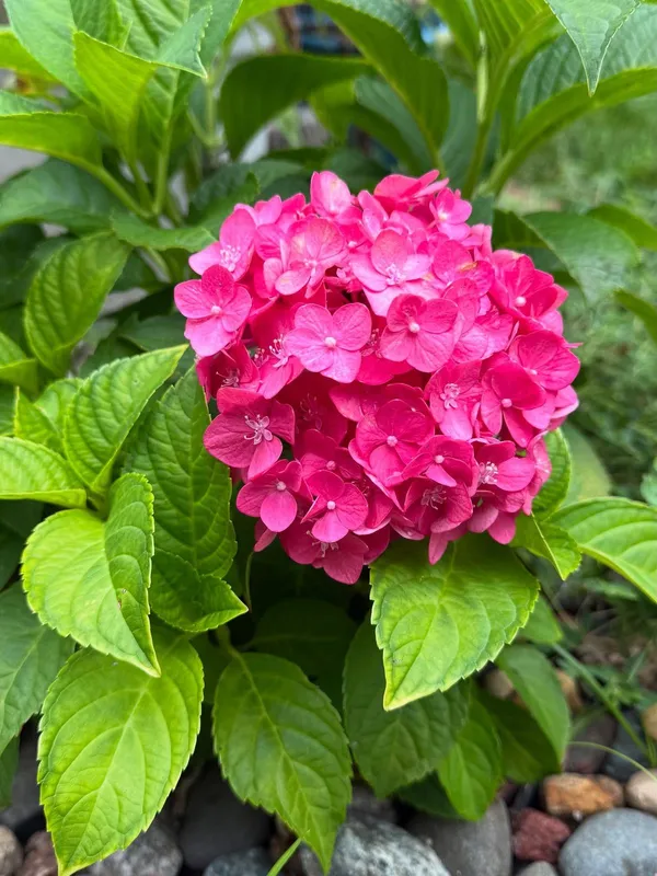 Gorgeous_Pink_Hydrangea_Flowering_Plant_(1.5-2_Ft_Size)_For_Bush/Shrub/Home_Decoration_&_Gardening_(Pack_Of_1)
