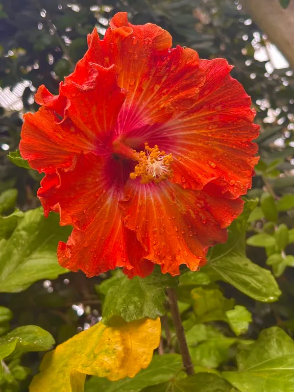 Easy_To_Care_Hibiscus_Hidden_Valley_Flowering_Plant,_Pack_Of_1