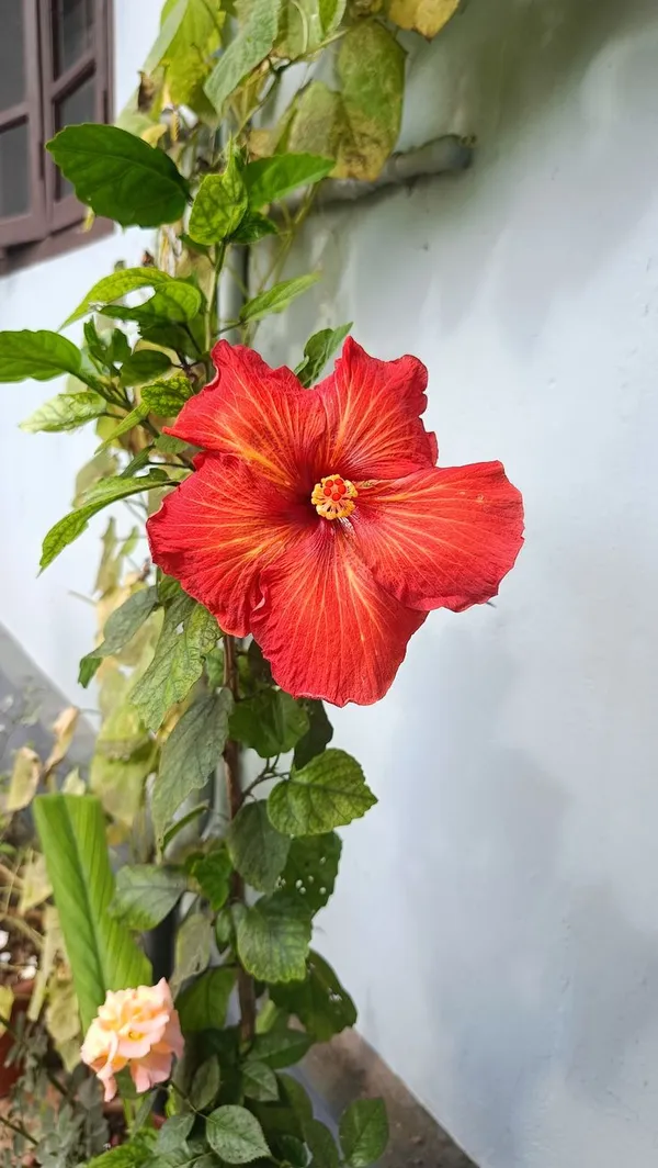 Easy_To_Care_Hibiscus_Hidden_Valley_Flowering_Plant,_Pack_Of_1