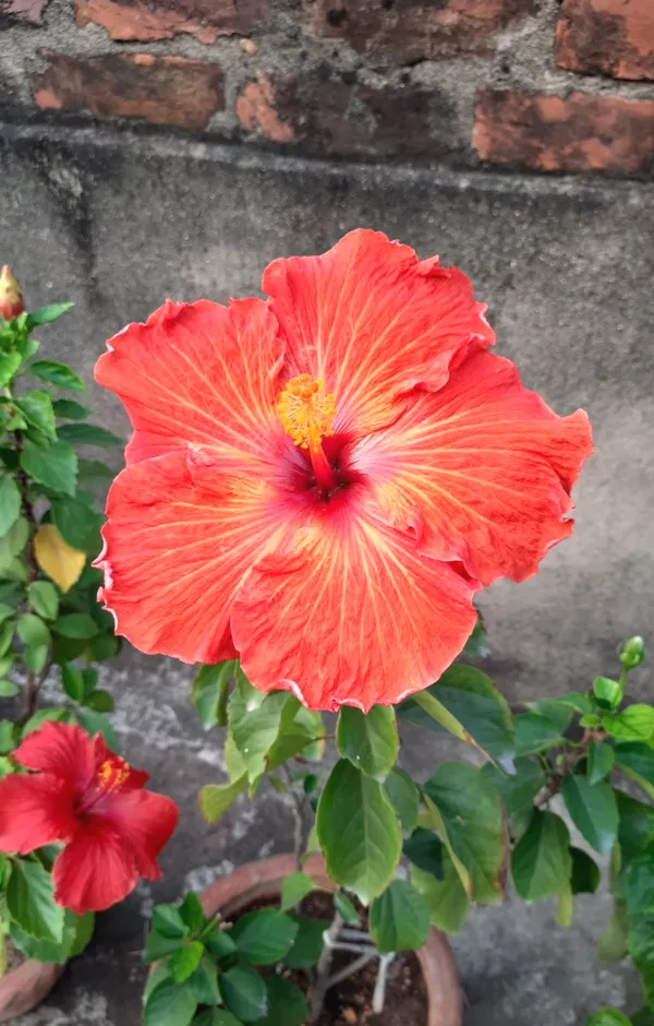 Easy_To_Care_Hibiscus_Hidden_Valley_Flowering_Plant,_Pack_Of_1