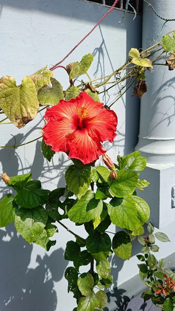 Easy_To_Care_Hibiscus_Hidden_Valley_Flowering_Plant,_Pack_Of_1