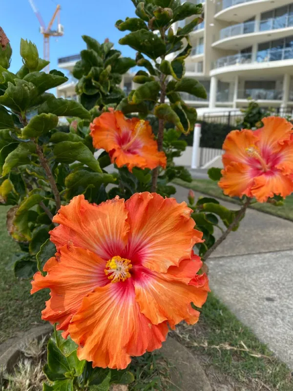 Easy_To_Care_Hibiscus_Hidden_Valley_Flowering_Plant,_Pack_Of_1
