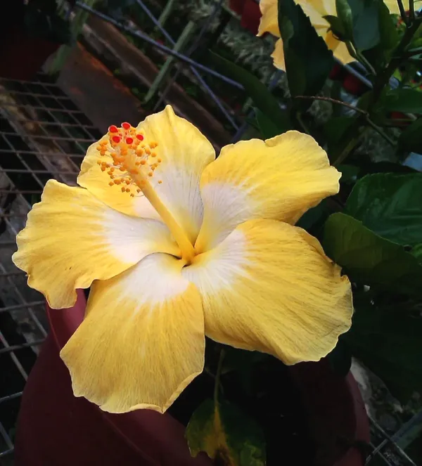 Greenery_Nursery®_Hibiscus_Vibrant_Color_Flower_Plant_&_Tree_(1.5-3.5_Ft_Height)_For_Garden,_Pack_Of_1