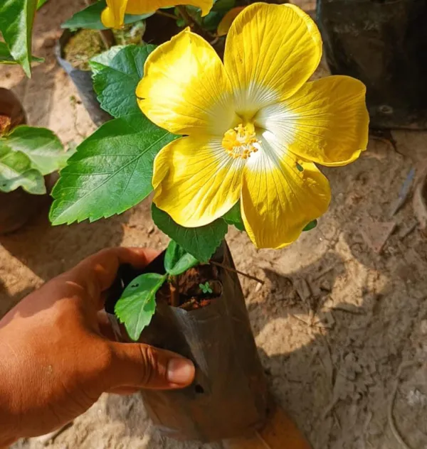 Greenery_Nursery®_Hibiscus_Vibrant_Color_Flower_Plant_&_Tree_(1.5-3.5_Ft_Height)_For_Garden,_Pack_Of_1