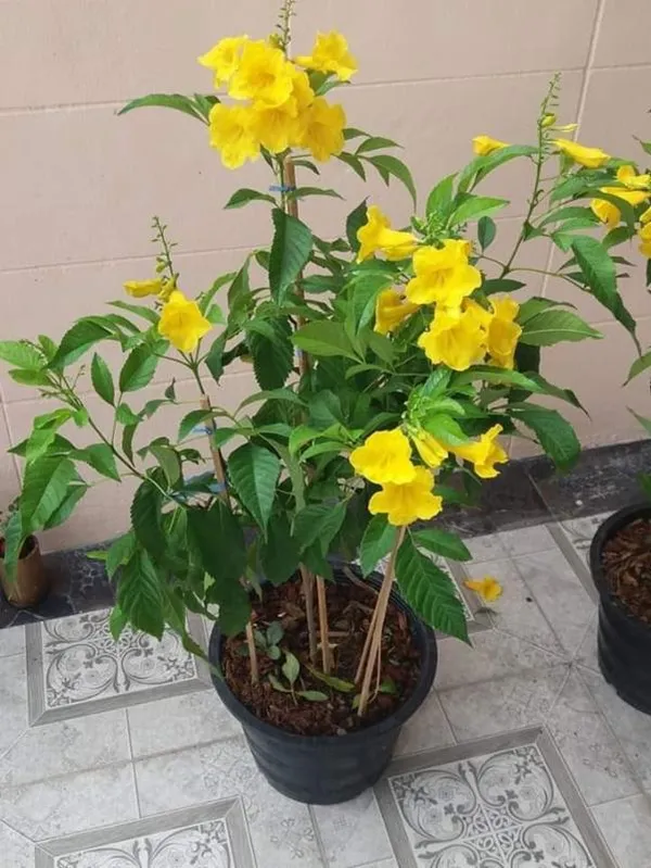 Yellow_Tecoma_Flowering_Plant_For_Shrub/Bush/Home_Gardening_Yellow_Azalea_Grafted_Plant_(Pack_Of_1)