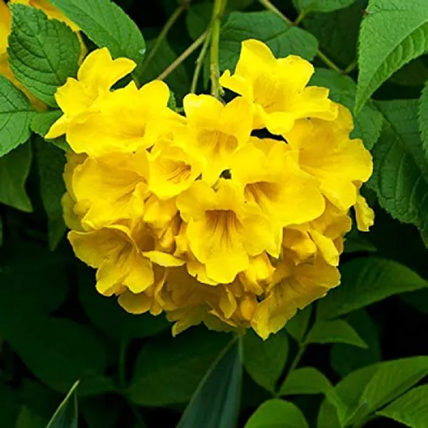 Yellow_Tecoma_Flowering_Plant_For_Shrub/Bush/Home_Gardening_Yellow_Azalea_Grafted_Plant_(Pack_Of_1)