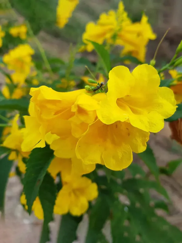 Yellow_Tecoma_Flowering_Plant_For_Shrub/Bush/Home_Gardening_Yellow_Azalea_Grafted_Plant_(Pack_Of_1)