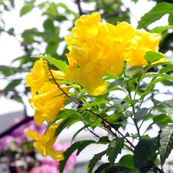Yellow_Tecoma_Flowering_Plant_For_Shrub/Bush/Home_Gardening_Yellow_Azalea_Grafted_Plant_(Pack_Of_1)