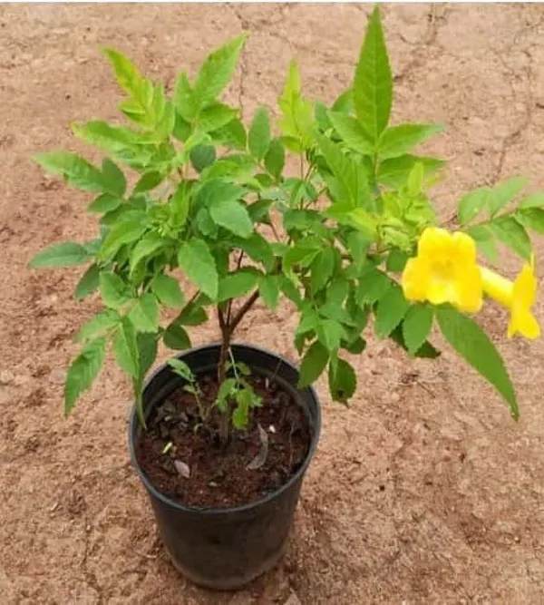 Yellow_Tecoma_Flowering_Plant_For_Shrub/Bush/Home_Gardening_Yellow_Azalea_Grafted_Plant_(Pack_Of_1)
