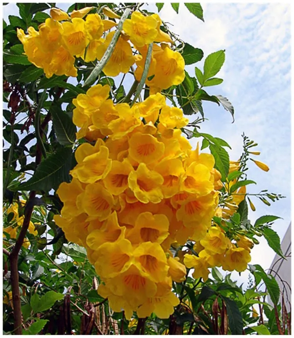 Yellow_Tecoma_Flowering_Plant_For_Shrub/Bush/Home_Gardening_Yellow_Azalea_Grafted_Plant_(Pack_Of_1)