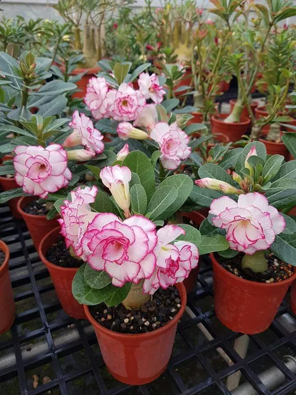 Adenium_Desert_Rose_Double_Petal_Flower_Plant_For_Your_Home_Garden,_Pack_Of_1