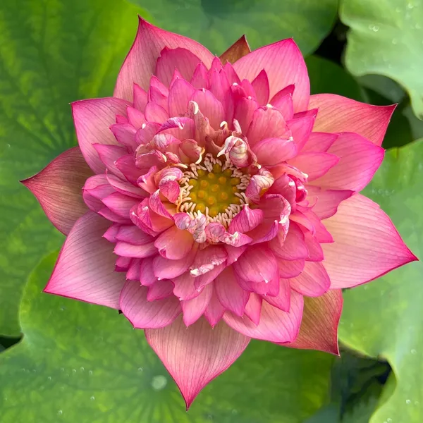 Greenery_Nursery®_Lotus_Tubers_Easy_To_Grow_Flower_Plant_For_Your_Sweet_Home_Garden,_Pack_Of_1
