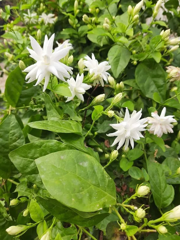 Beautiful_White_Jasmine_Plant_(With_a_Strong_Fragrance)_For_Home_Gardening,_Pack_Of_1