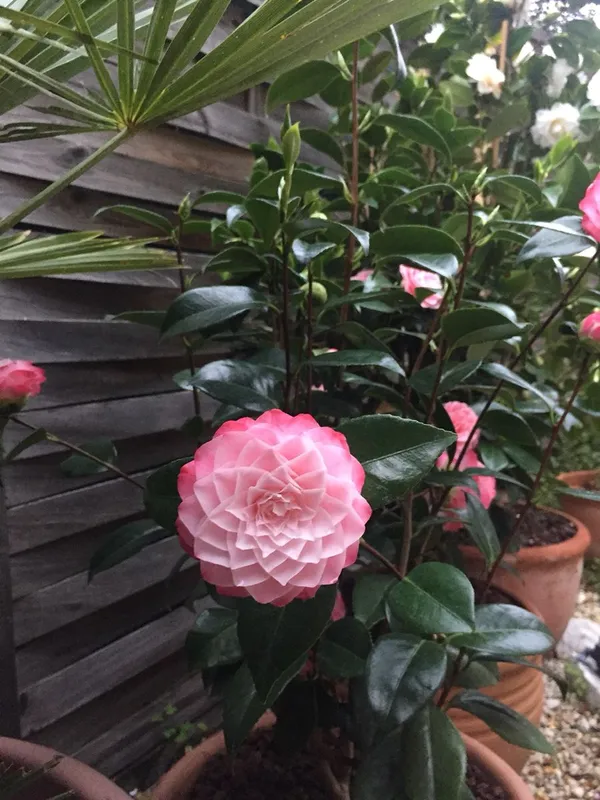 Bicolor_Japanese_Camellia_(Grafted)_Flowering_Plant_&_Tree_For_Shrub/Bush/Home_Garden_(Hybrid,_Pack_Of_1)