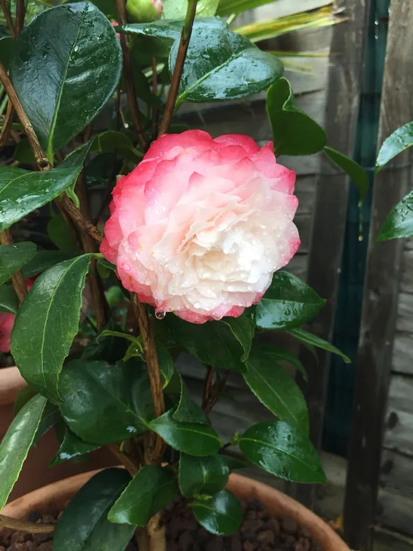 Bicolor_Japanese_Camellia_(Grafted)_Flowering_Plant_&_Tree_For_Shrub/Bush/Home_Garden_(Hybrid,_Pack_Of_1)