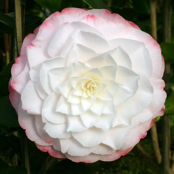 Bicolor_Japanese_Camellia_(Grafted)_Flowering_Plant_&_Tree_For_Shrub/Bush/Home_Garden_(Hybrid,_Pack_Of_1)