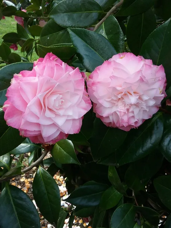 Bicolor_Japanese_Camellia_(Grafted)_Flowering_Plant_&_Tree_For_Shrub/Bush/Home_Garden_(Hybrid,_Pack_Of_1)