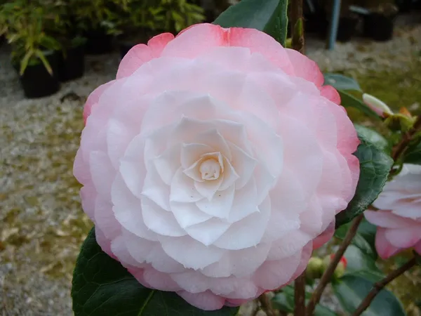 Bicolor_Japanese_Camellia_(Grafted)_Flowering_Plant_&_Tree_For_Shrub/Bush/Home_Garden_(Hybrid,_Pack_Of_1)