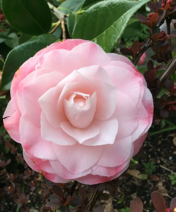 Bicolor_Japanese_Camellia_(Grafted)_Flowering_Plant_&_Tree_For_Shrub/Bush/Home_Garden_(Hybrid,_Pack_Of_1)