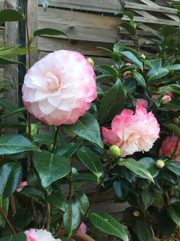 Bicolor_Japanese_Camellia_(Grafted)_Flowering_Plant_&_Tree_For_Shrub/Bush/Home_Garden_(Hybrid,_Pack_Of_1)