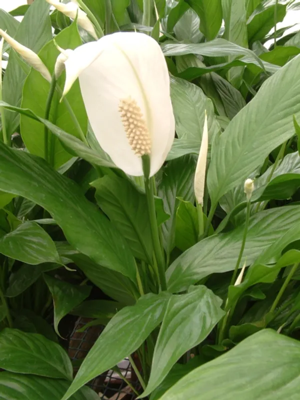 Low_Maintenance_Peace_Lily_Plant_|_Air_Purifying_Spathiphyllum_Indoor_Plant_|_With_Flower_Pot_for_Home,_Office_&_Living_Room