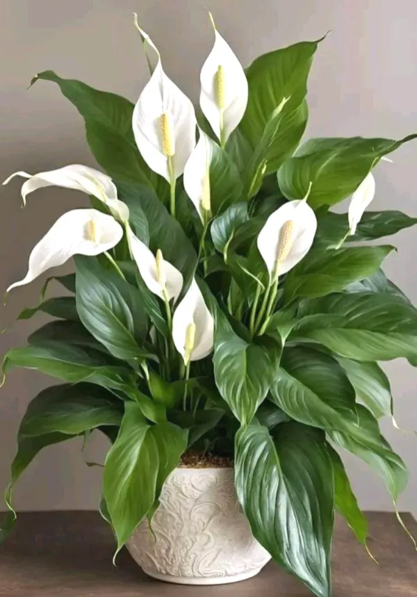 Low_Maintenance_Peace_Lily_Plant_|_Air_Purifying_Spathiphyllum_Indoor_Plant_|_With_Flower_Pot_for_Home,_Office_&_Living_Room