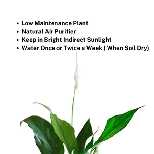 Low_Maintenance_Peace_Lily_Plant_|_Air_Purifying_Spathiphyllum_Indoor_Plant_|_With_Flower_Pot_for_Home,_Office_&_Living_Room