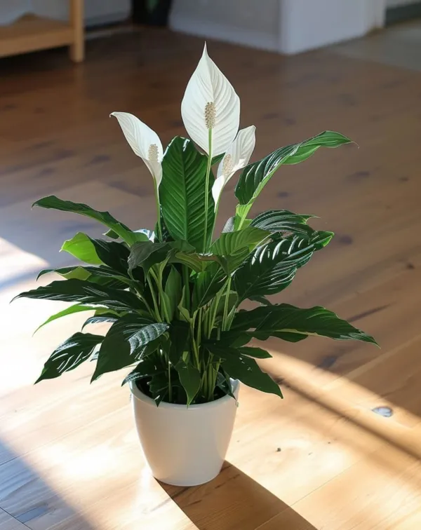 Low_Maintenance_Peace_Lily_Plant_|_Air_Purifying_Spathiphyllum_Indoor_Plant_|_With_Flower_Pot_for_Home,_Office_&_Living_Room