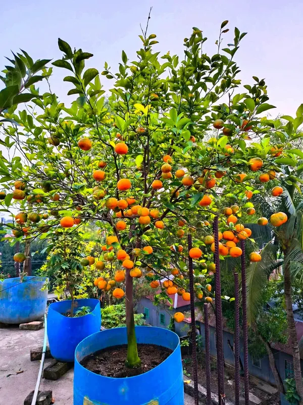 Chinise_Sweet_Orange_Tree_Variety_Grafted_Santra_All_Time_Variety_Grafted_Fruit_Plants_&_Tree(1.5-2_Ft_Size)_Healthy_Plant_In_Nursery_Grow_Bag_Pack_of_1