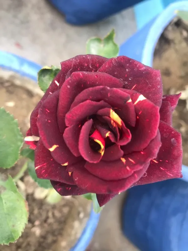 Abracadabra_Beautiful_Bicolor_Rose_Flower_Plant_&_Tree_For_Home_Garden_(Pack_Of_1)