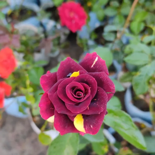 Abracadabra_Beautiful_Bicolor_Rose_Flower_Plant_&_Tree_For_Home_Garden_(Pack_Of_1)